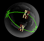 "Célula animal en meiosis. El resultado final serán cuatro gametos. Tomada de www.ave.edu.co"