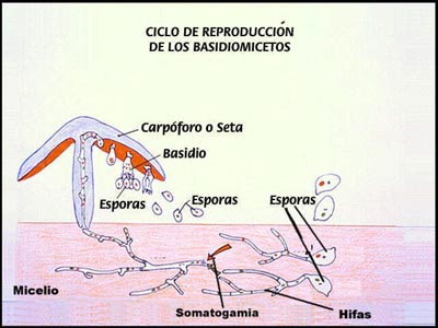 "Ciclo de un hongo. Adaptada de centros5.pntic.mec.es/ies.butarque "