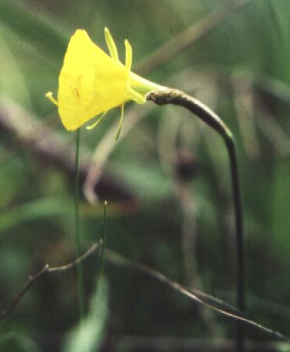 Narciso
