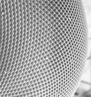 "Los ojos compuestos de los insectos están formados por decenas de pequeñas facetas. Tomada de www.ulb.ac.be"