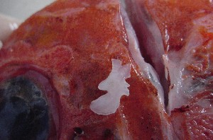 "Los otolitos son pequeños estructuras minerales que indican la posición del pez en el agua. Tomdad de www.ifop.cl"