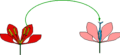 "Esquema de la polinización. Tomado de www.snv.jussieu.fr." 