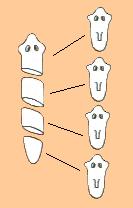 Esquema que muestra la fragmentación de una planaria. Tomada de mx.geocities.com/avolaje2