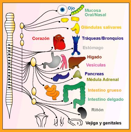 El Sistema Nervioso Autónomo controla el funcionamiento de nuestros órganos. Tomada de mural.uv.es/semarguz"