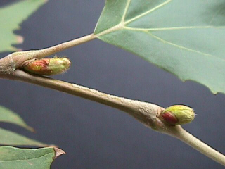 " En la imagen se observan dos yemas en las axilas de las hojas. Tomada de www.unex.es_botanica "