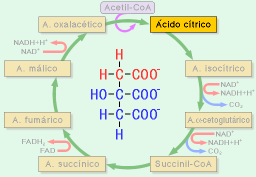 "Ciclo de Krebs"