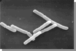 "Lactobacillus bulgaricus"