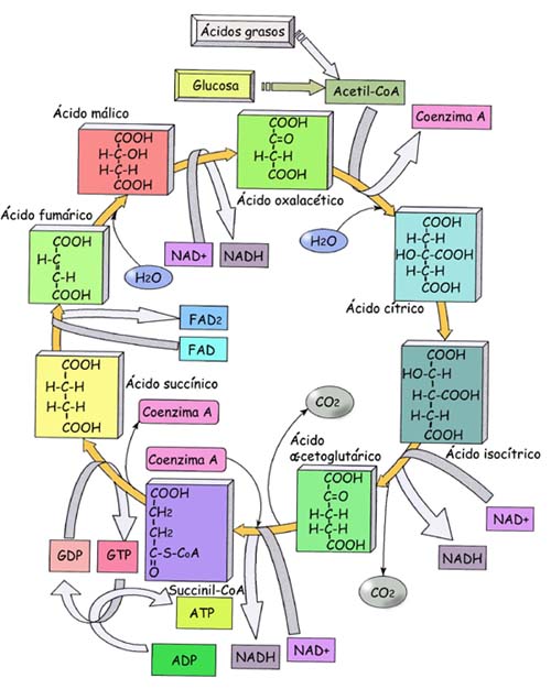 "Ciclo de Krebs"