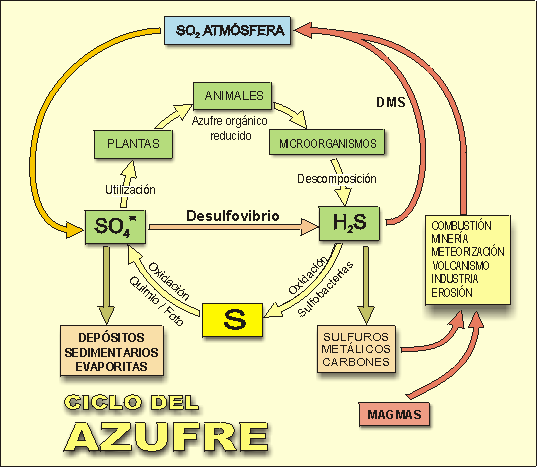 "Ciclo del azufre"