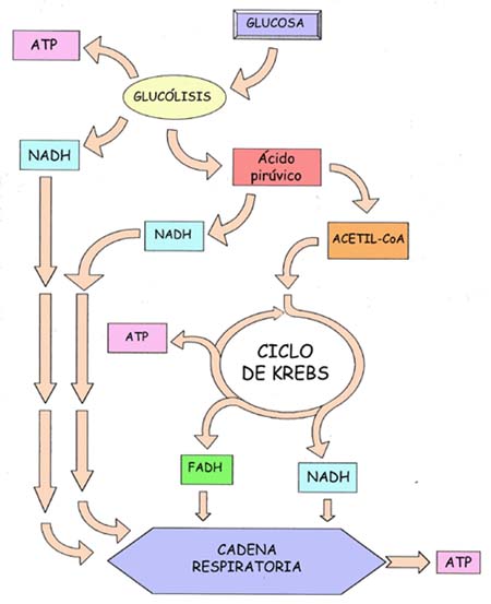 "Esquema global de las rutas catabólicas de glúcidos"