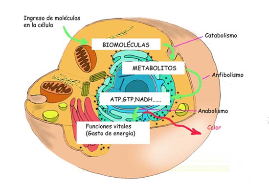 "Esquema de metabolismo"
