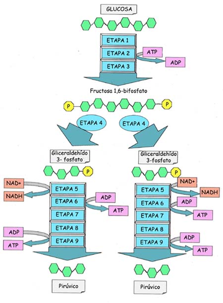 "Esquema de la Glucolisis"