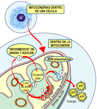 "Funcionamiento de la mitocondria"