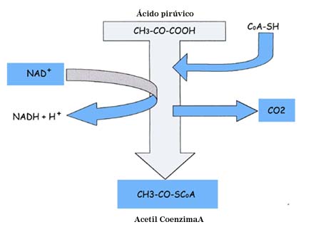 "Oxidación del Ácido Pirúvico"