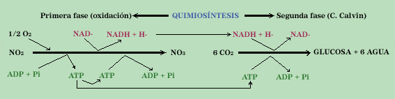 "Quimiosíntesis"