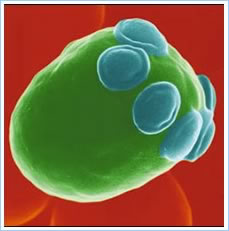 "Saccaromices cerevisiae"