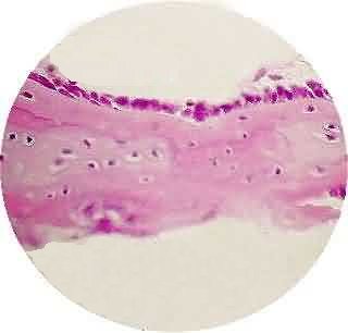 "Microscopio primitivo"