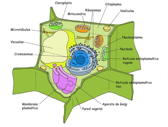 "Célula Vegetal"