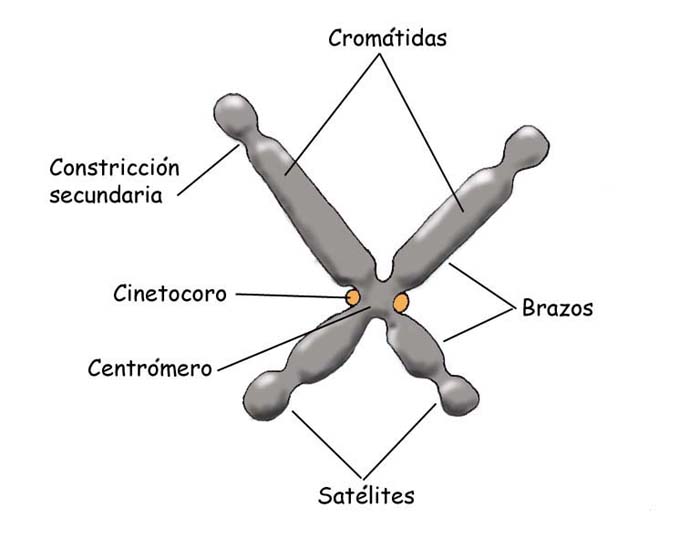 "Cromosoma Metafásico"