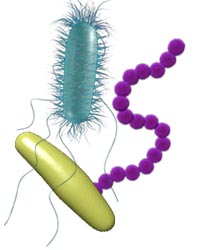 "Pared Bacteriana"