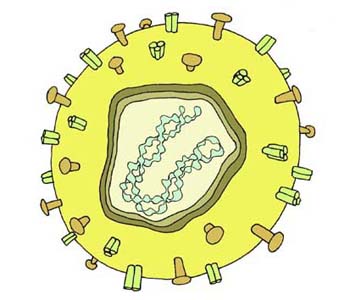 "Bacterias"
