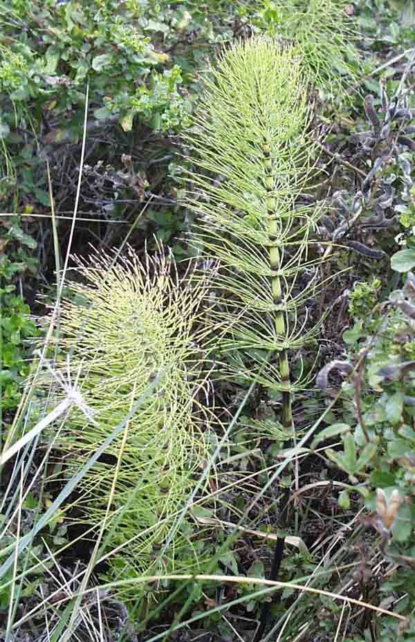 Equisetum