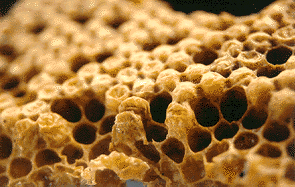 Panel de abejas