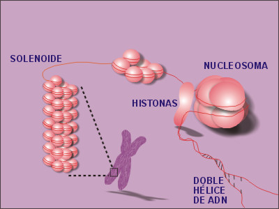 Estructura de solenoide, formada por estructura de collar de perlas, constituida por histonas y dos hebras de ADN.