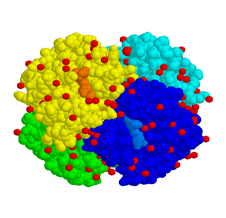 La hemoglobina está formada por cuatro proteínas globulares. Imagen de http://www.ac-orleans-tours.fr/svt/theme4/mol/hbn2.gif