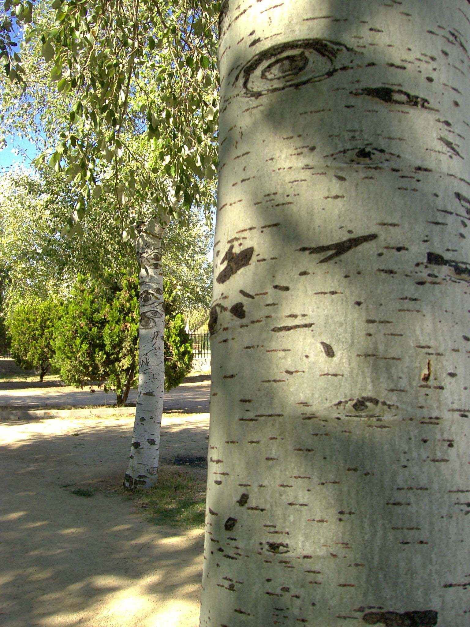 La aspirina contiene ácido acetil salicílico, sustancia muy abundante en la corteza del abedul y del sauce. Imagen: De Mier y Leva.