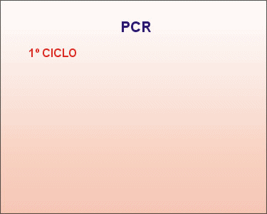 Primer ciclo de la PCR. Animación: De Mier y Leva