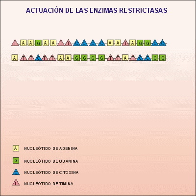 Modos de actuación de las enzimas de restricción. Animación: De Mier y Leva