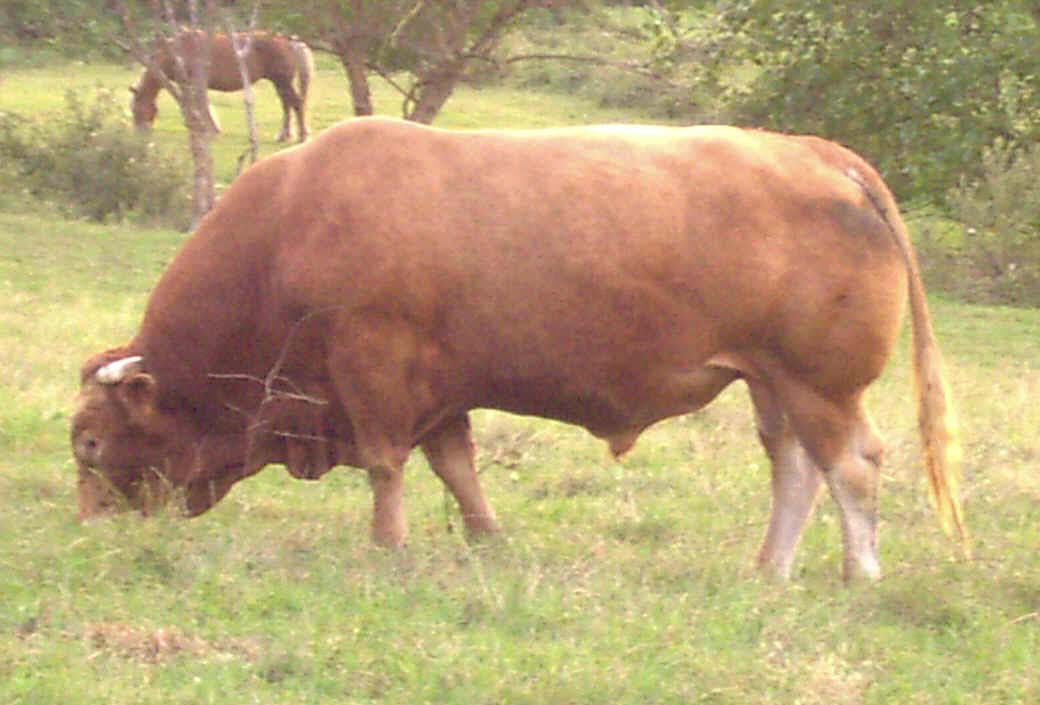 Toro semental. Imagen: De Mier y Leva
