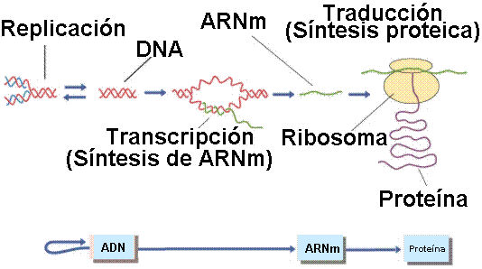 El Dogma Central de la Genética Molecular. Tomada de www.efn.uncor.edu