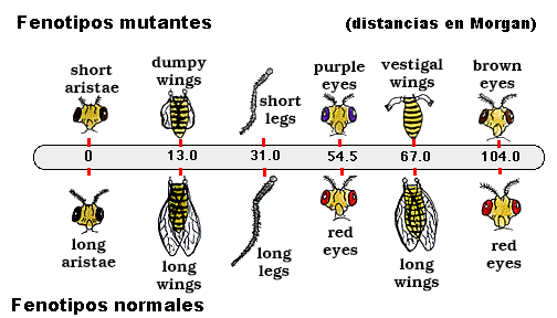 La mosca de la fruta, Drosophila melanogaster, es uno de los seres vivos que más mutaciones ha producido para el estudio de la genética. Tomada de www.cramersoftware.com
