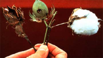 Plantas de algodón atacadas por insectos, y protegidas por un gen 