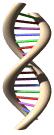 Estructura en doble hélice del DNA, según el modelo propuesto por Watson y Crick.