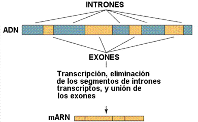 A veces los genes están fragmentados y separados por secuencias sin sentido (intrones). Tomada de www.efn.uncor.edu