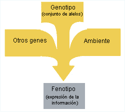 El fenotipo es la resultante de la información genética de un individuo y el medio ambiente en el que vive
