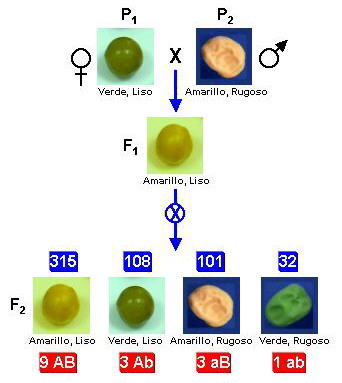 Experimentos de Mendel con dos caracteres. Tomada de www.ucm.es/info/genetica