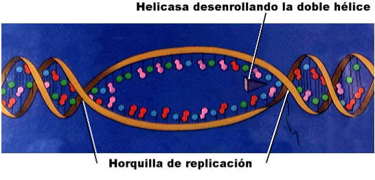 El DNA se desenrolla y aparecen las horquillas de replicación. Adaptada de www.emc.maricopa.edu.jpg