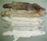 Los cambios en el color del pelaje se deben a mutaciones. Tomada de www.eidnesfurs.com