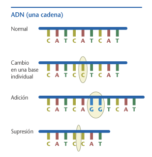 Tipos de mutaciones génicas. Tomada de press2.nci.nih.gov/sciencebehind/cancersp