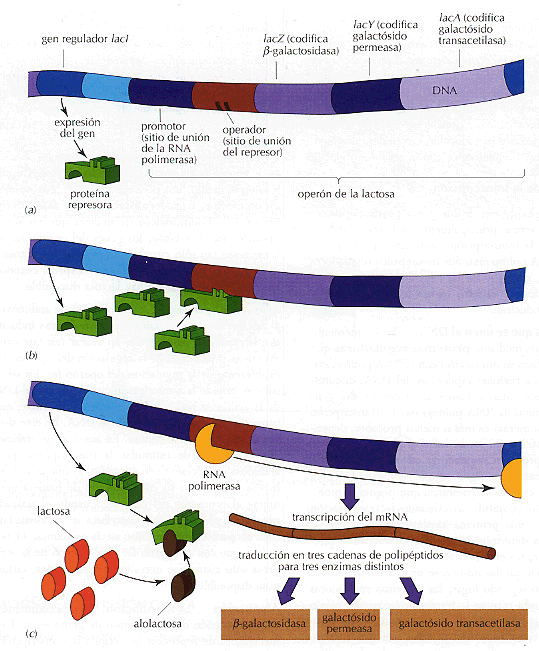 El operon lactosa controla la expresión de tres genes según la presencia o ausencia de lactosa en el medio de la bacteria. Tomada de webcd.usal.es