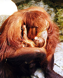 Las crías se parecen a sus padres porque comparten caracteres. Tomada de www.kansascityzoo.org