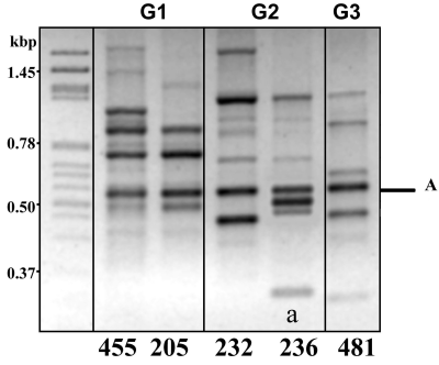 Rapds o fragmentos al azar de DNA corriendo en una electroforesis en gel de acrilamida. Tomada de www.biomed.cas.cz