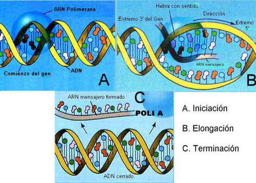 Etapas en la transcripción del DNA. Adaptada de www.efn.uncor.edu