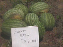 Sandías triploides. La obtención de poliploides en vegetales es una técnica muy utilizada para mejorar la producción. Tomada de www.ces.uga.edu