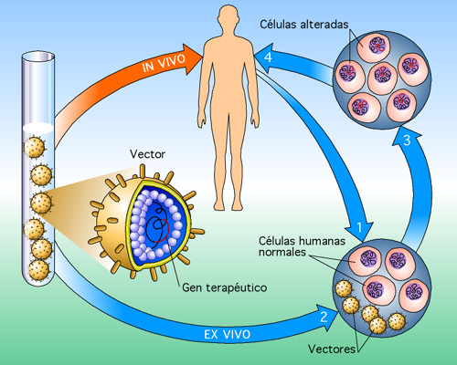 Las terapias génicas se basan en introducir o manipular un gen, ya sea fuera del paciente (ex vivo) o dentro del mismo (in vivo). Tomada de www.semillasmilenio.cl