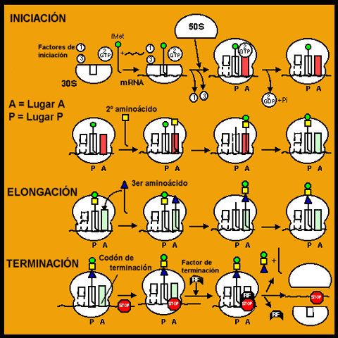 Esquema de la traducción, desde la iniciación hasta la finalización. Adaptada de sun.science.wayne.edu